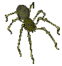 spider