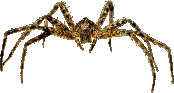 spider